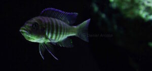 Metriaclima fainzilberi 'Maison Reef'